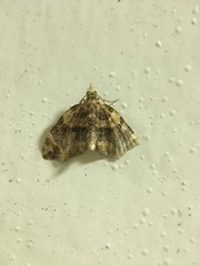 Chaetolopha incurvata