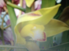 Angiospermae