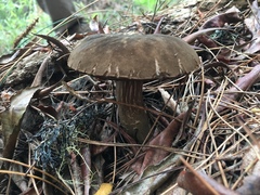 Porphyrellus