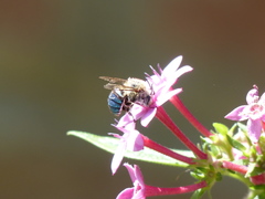 Amegilla