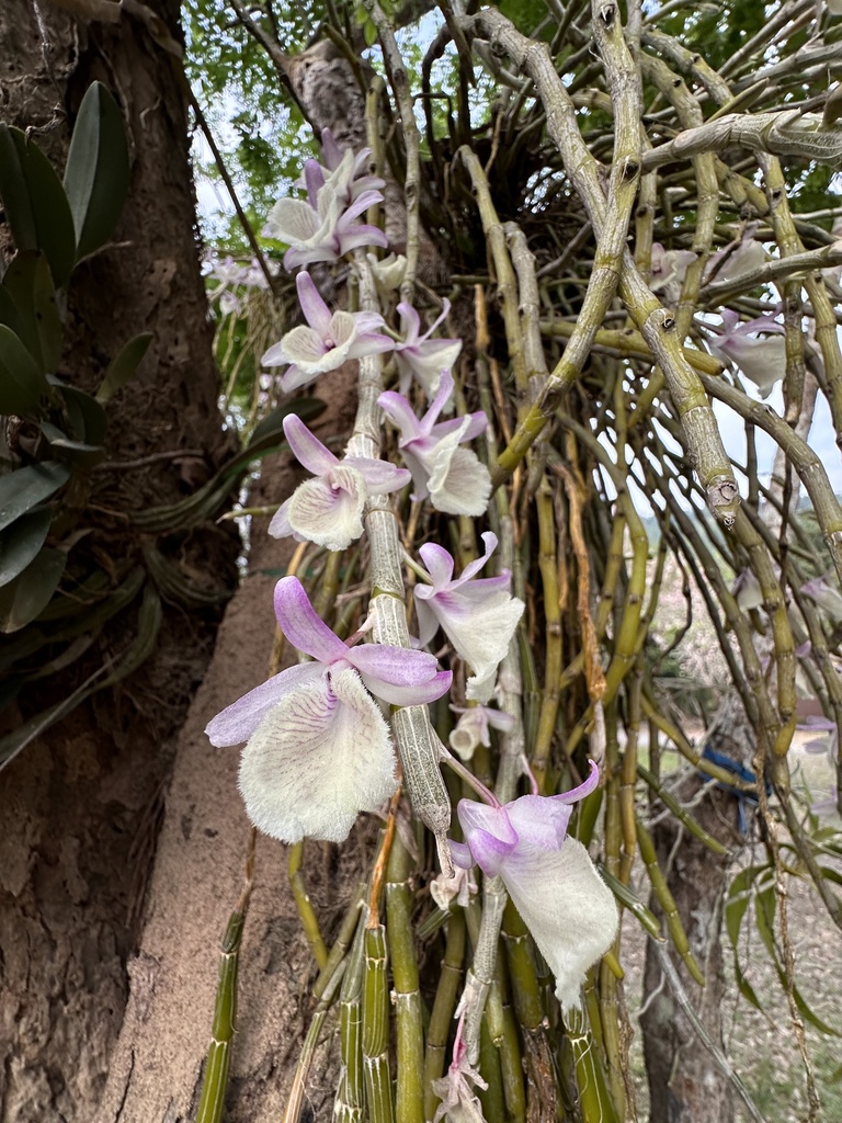 Dendrobium primulinum Lindl. 2