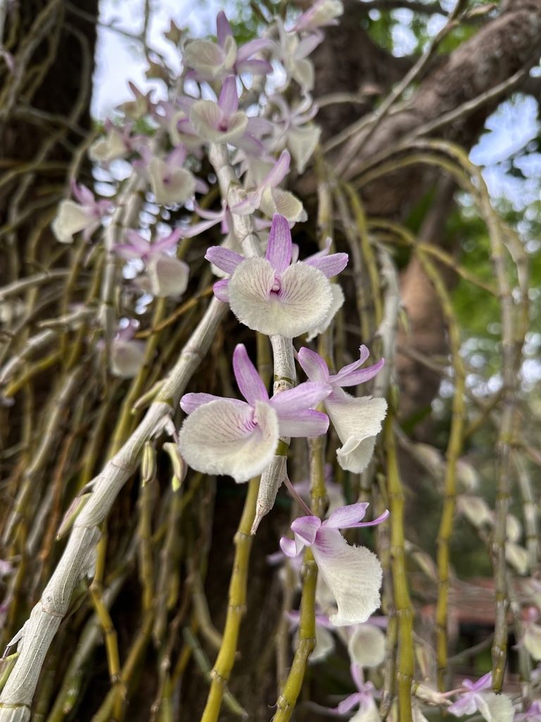 Dendrobium primulinum Lindl. 3
