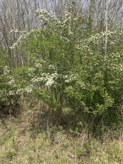 Crataegus