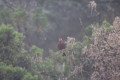 Carpodacus formosanus
