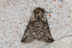 Abrostola microvalis