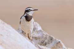 Mekong Wagtail photo 4
