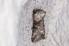 Abrostola microvalis