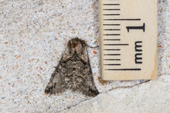 Abrostola microvalis