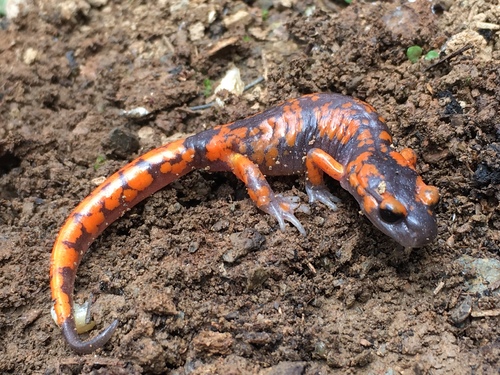 iNaturalist observation photo of Sierra Nevada Ensatina