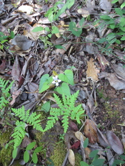 Viola ocellata