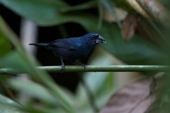 Cyanoloxia cyanoides