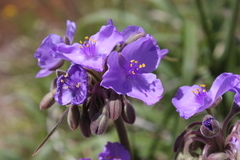 Tradescantia gigantea