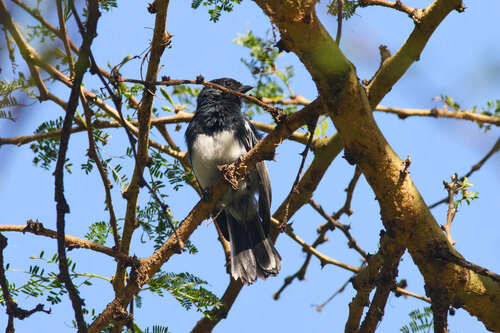 White-bellied Tit (Melaniparus albiventris), photo 7