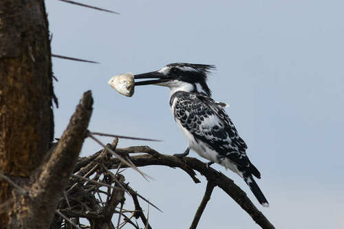 Pied Kingfisher (Ceryle rudis), photo 6