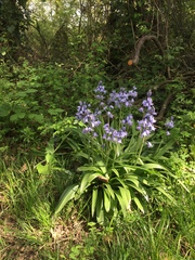 Hyacinthoides hispanica