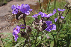 Tradescantia gigantea