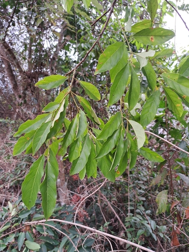 Image of Itea parviflora by (c) vrxz, some rights reserved (CC BY-SA)