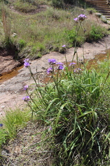 Tradescantia gigantea