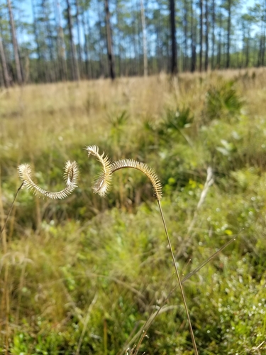 Image of Ctenium floridanum by (c) Scott Ward, some rights reserved (CC BY)