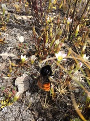 Bombus coccineus