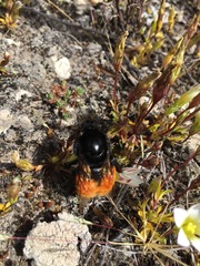 Bombus coccineus