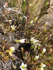 Bombus coccineus