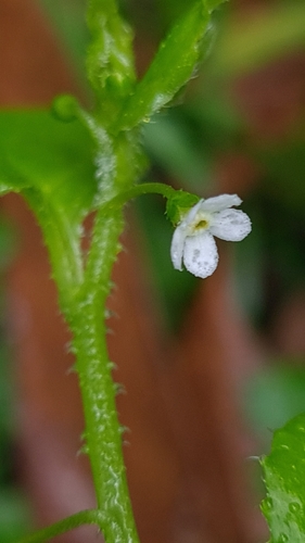Image of Hackelia latifolia by (c) Petra Holland, some rights reserved (CC BY)