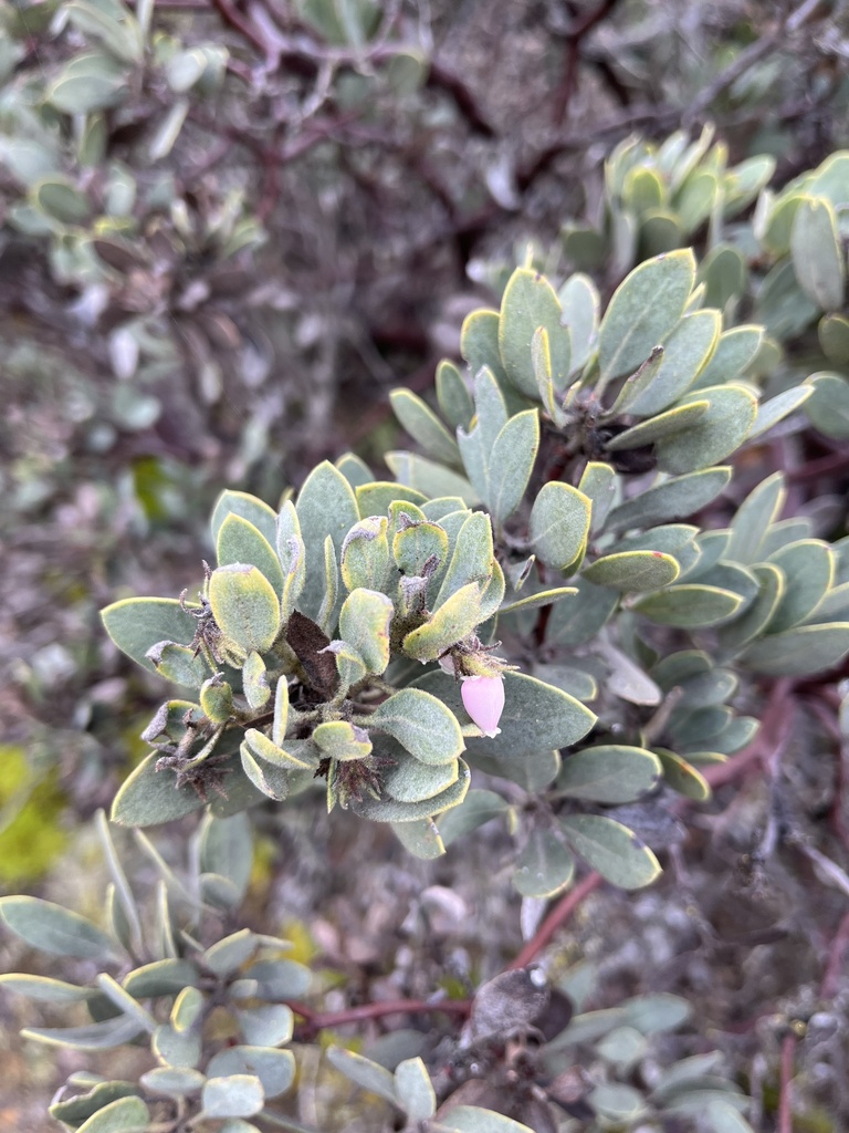 Eastwood's Manzanita from Cleveland National Forest, 艾辛诺湖, CA, US on ...