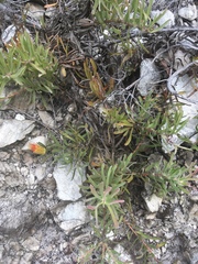 Leucospermum gracile