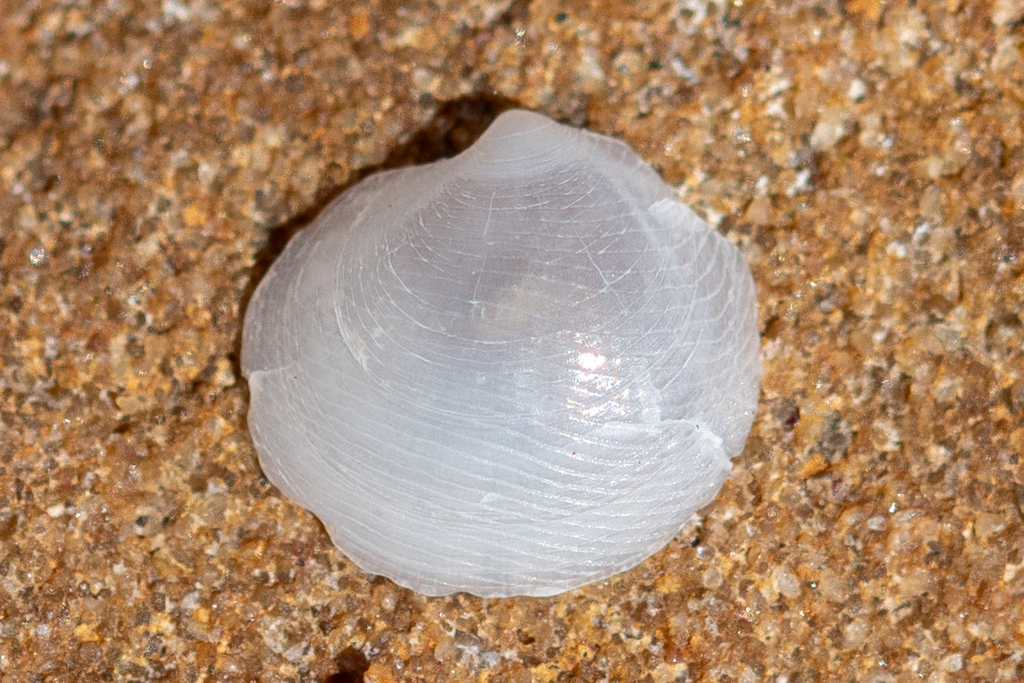 Lucinella divaricata