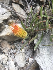 Leucospermum gracile