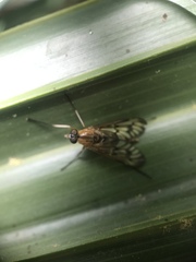 Rhagio albicornis