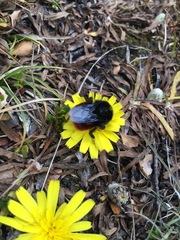 Bombus coccineus