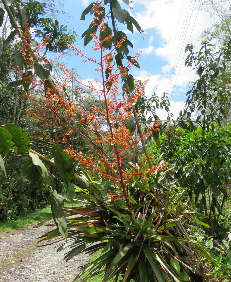 Guzmania pennellii (Guzmania pennellii)