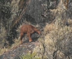 Red Goral photo 2