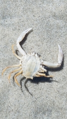 Persephona aquilonaris