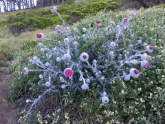 Cirsium occidentale occidentale