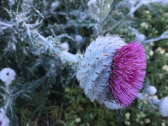 Cirsium occidentale occidentale
