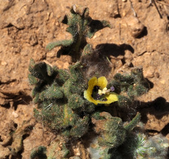 Hyoscyamus pusillus