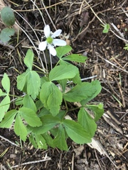 Anemonoides quinquefolia