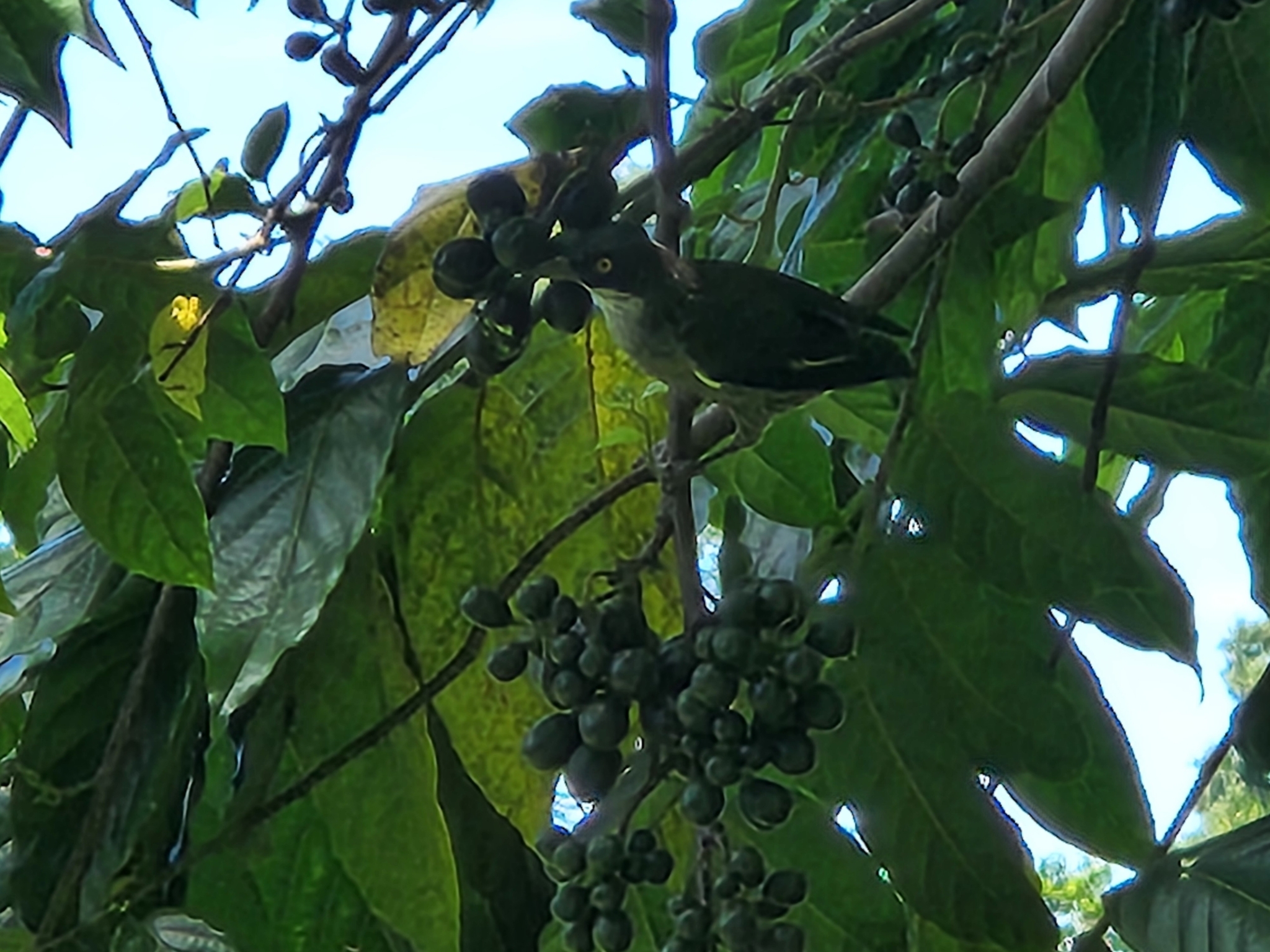 Polynesian Starling (Aplonis tabuensis), photo 3
