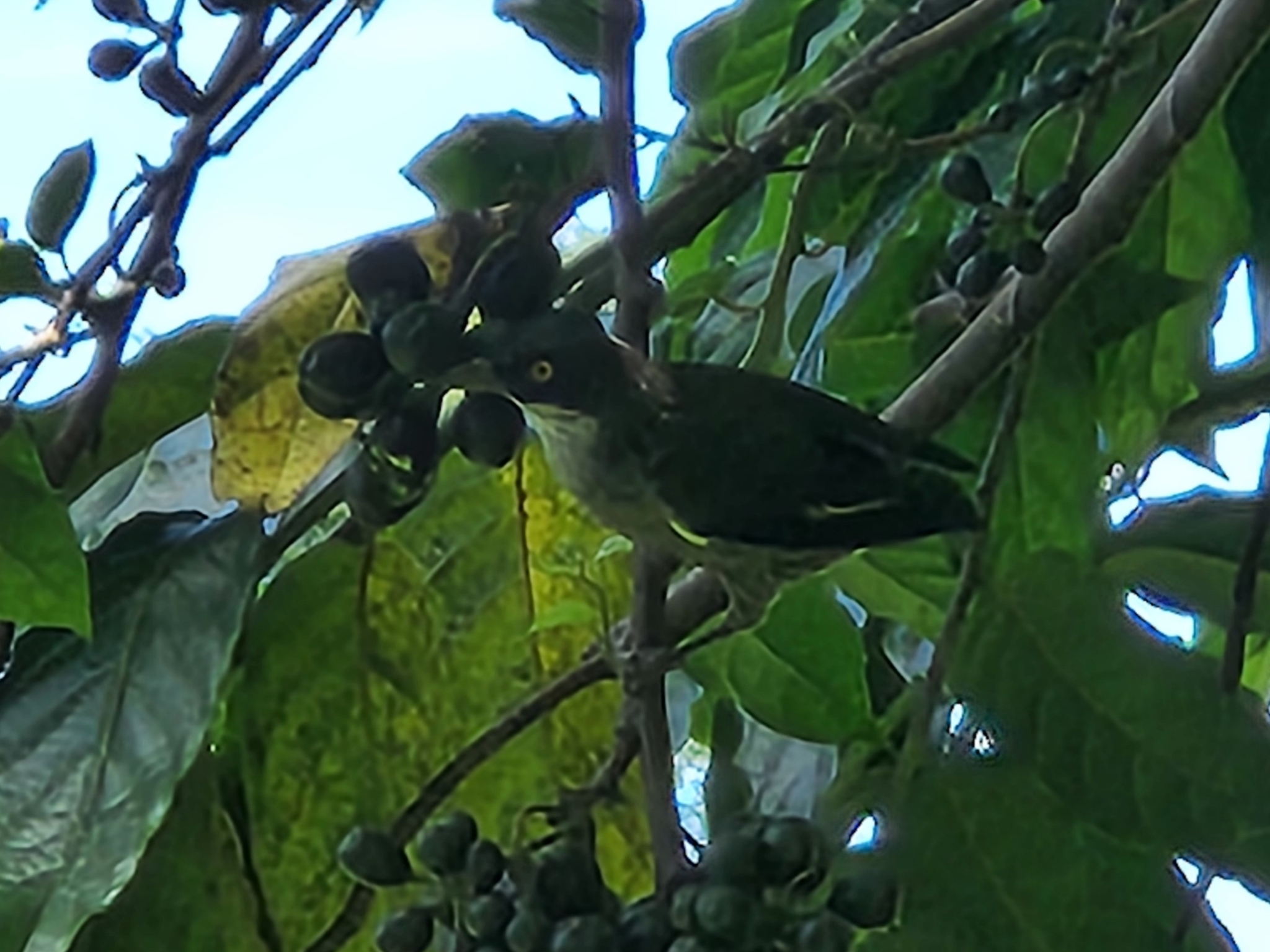Polynesian Starling (Aplonis tabuensis), photo 2