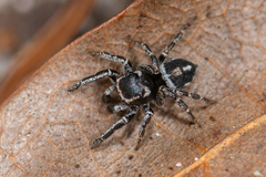 Habronattus carolinensis