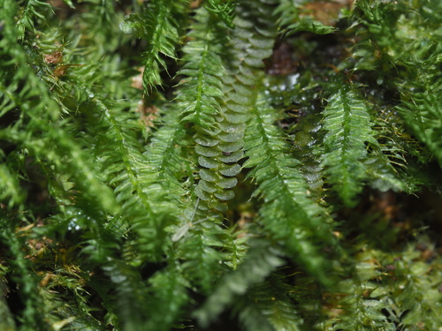 Calypogeia cuspidata