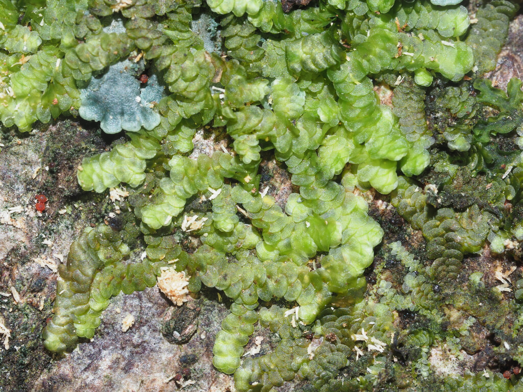 Frullania sandvicensis