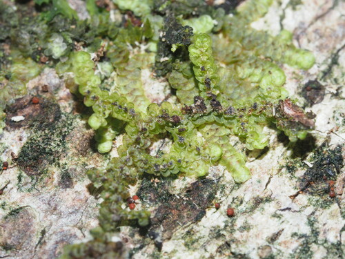 Frullania sandvicensis