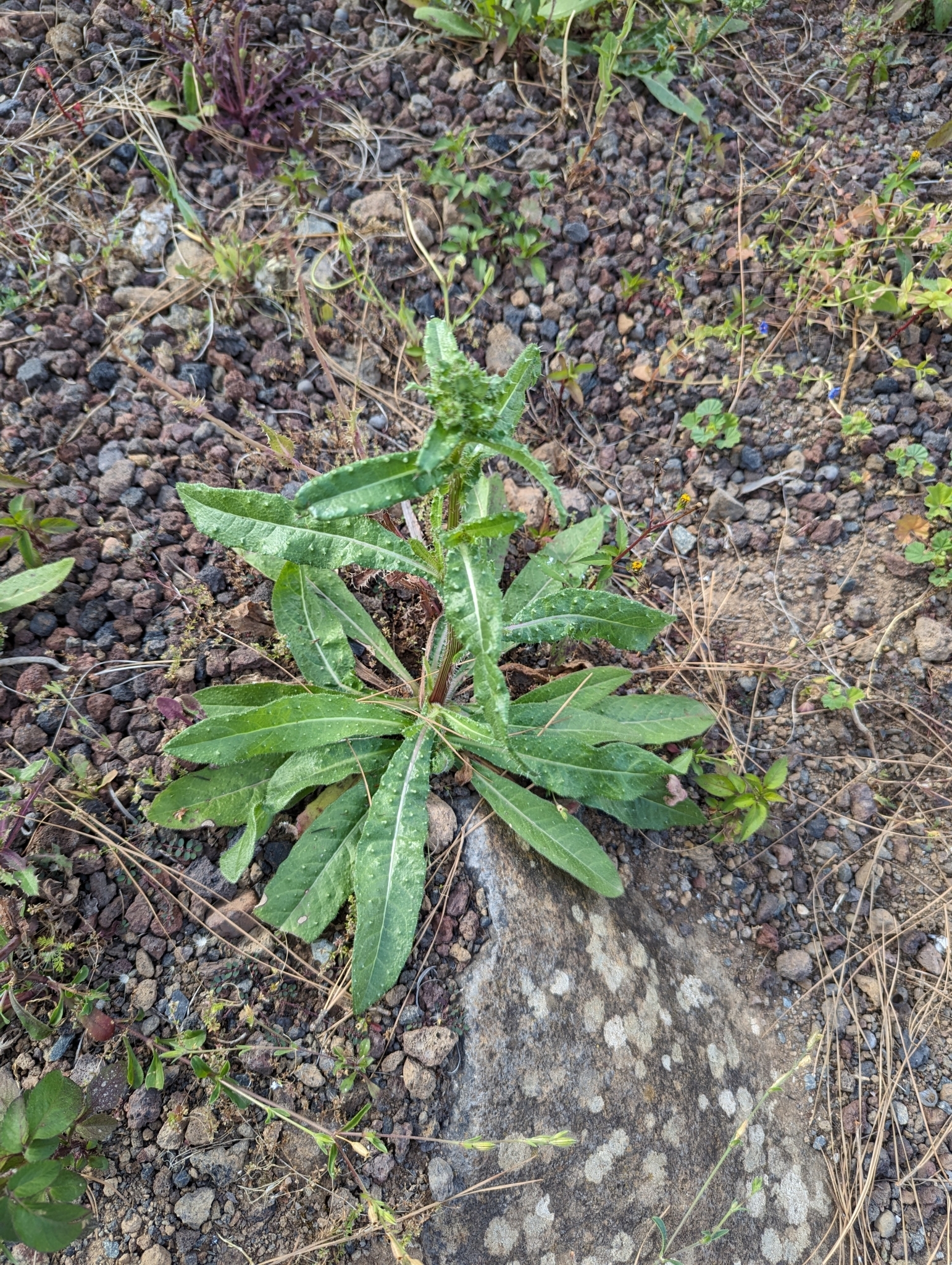 Helminthotheca echioides