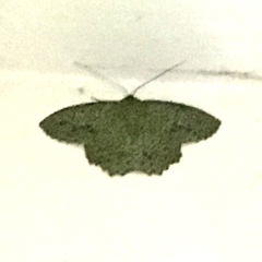 Herochroma viridaria