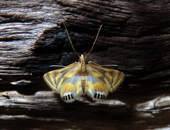 Eoophyla sejunctalis