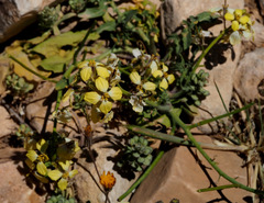 Sisymbrium septulatum